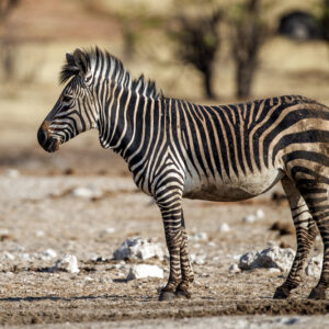 Allendale Farms Hartsmanns Zebra Hunt