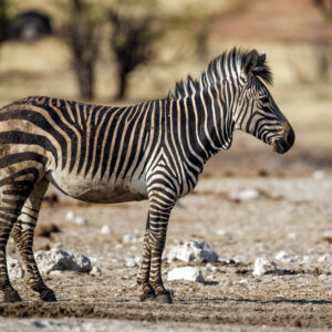 Allendale Farms Hartsmann Zebra - another chance