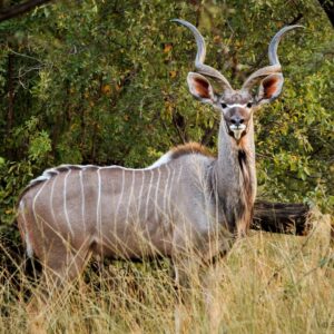Lochdale Farming - Kudu Hunt