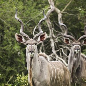 Father & Child Kudu Hunt