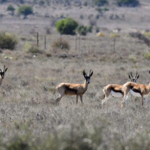 Rooikuil Farm Springbuck - Common, Copper & Black