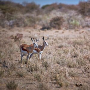 Family Springbuck Hunt