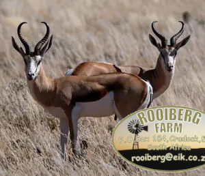 Rooiberg Springbuck Hunt
